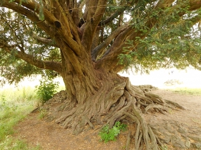 yew